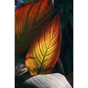   Geographic, Sunlit Cannas, 20 x 30 Poster Print