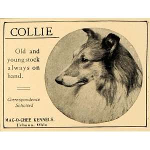 1907 Ad Collie Mac O Chee Kennels Urbann Ohio   Original Print Ad 