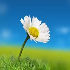 Daisy fragrance oil