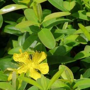 Hypericum calycinum 3 1/2 inch Pots 