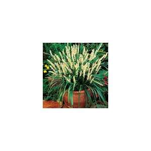  Liriope Monroe White Plant 