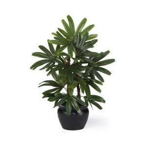  Raphis Silk Palm Tree w/Black Vase 20 in