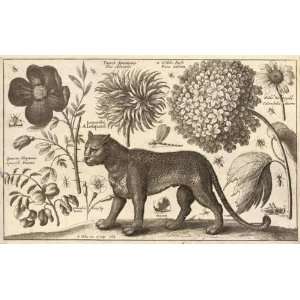   Hollar   Leopard and flowers (State 2) 