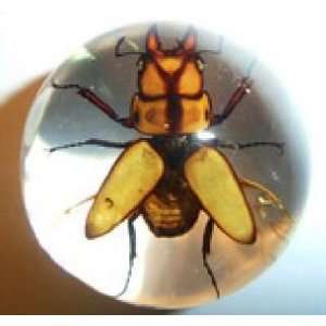 Real Golden Stage Beetle Embedded in Small Acrylic Sphere 
