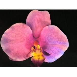   Orchid) Exotic Real Touch Phalaenopsis Orchid Flower. 