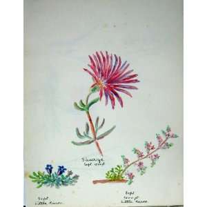  Townsend Wild Flowers 1933 Arctosis Plant Colour
