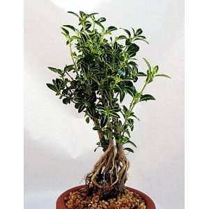  Japanese Serissa Pre Bonsai Tree 4 Pot   Exposed Roots 