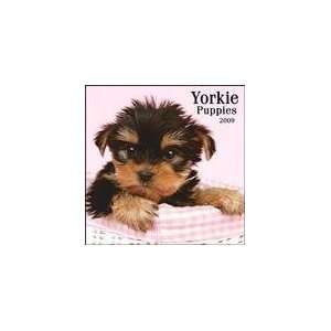  Yorkie Puppies 2009 Wall Calendar
