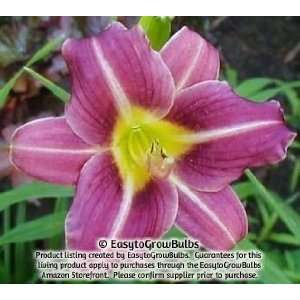  Daylily Mary Reed   1 bare root plant   3/5 fan Patio 