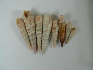   of sea snails. These shells were collected in different locations
