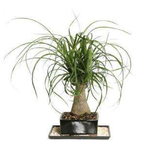 Brussels Bonsai Ponytail Palm (Indoor) DT 7001PTP 
