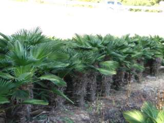 Es dauert schon 10 12 Jahr bis solch große Palmen geerntet werden 