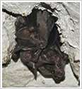   , fruchtfressenden Arten findet man im Fledermauskeller des Bat e.V