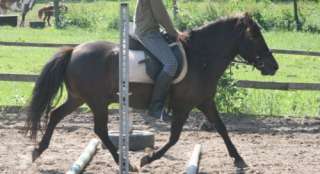 Pony Wallach 7 Jahre in Mecklenburg Vorpommern   Zweihausen  Pferde 