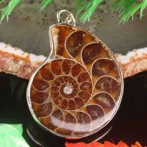 Natural Ammonite Fossil Shell Pendant Bead 1PC  