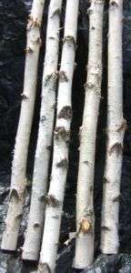 Birch Poles logs, rustic furniture, Chuppahs, decor 5 poles2 1/2 to 4 