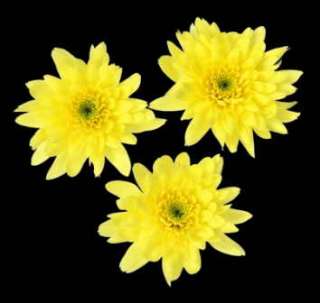 fresh massing chrysanths available to purchase on  today