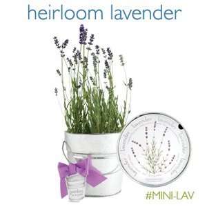 Mini Garden Pail Lavender Herb Flower Garden Kit
