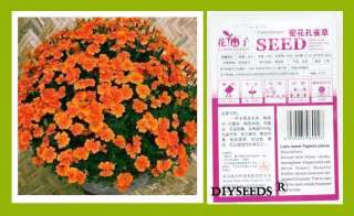 French Marigold Ornamental Flower Seed Garden decor50pcs 1 bag 