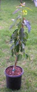 Grafted BACON Avocado Tree 5 Gallon W/ Pot & Soil  
