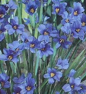 Blue Eyed Iris Grass Plant 50 Seeds  