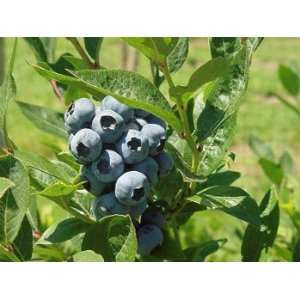  Brigitta Blueberry Seed Pack Patio, Lawn & Garden