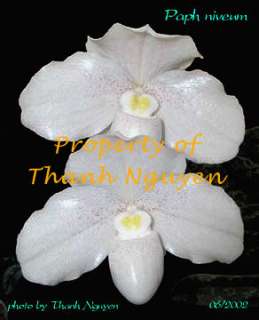 THAILAND WHITE PAPH ORCHID SPECIES niveum SPECIMEN PLANT 8 9 growth 