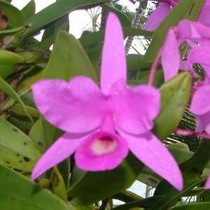   wondering how to care for your new orchids check out our care sheets