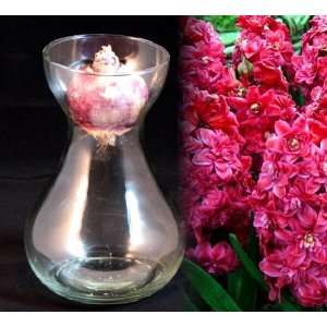    Clear Hyacinth Vase + Red Hyacinth Bulb Patio, Lawn & Garden