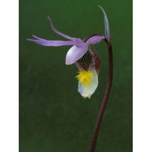  Calypso Orchid, Wilderness State Park, Michigan, USA 