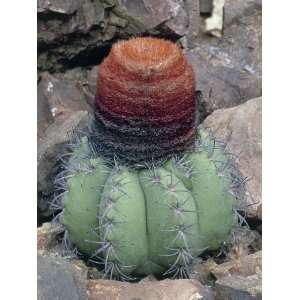 Close Up of a Melon Cactus Plant (Melocactus Matanzanus) Photographic 