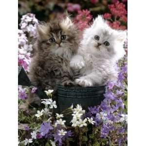  Domestic Cat, Tabby and Siver Chinchilla Persian Kittens 
