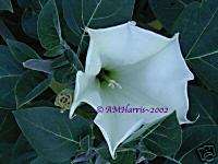 Gorgeous Night Fragrant DATURA WHITE QUEEN 20 seeds  