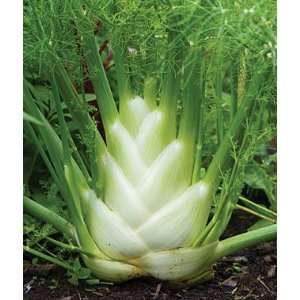  Fennel, Orion Hybrid 1 Pkt. (100 seeds) Patio, Lawn 