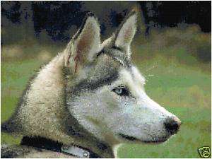 Husky Counted Cross Stitch Pattern Dog  