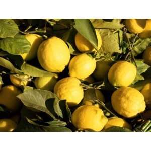  Close Up of Lemons in the Market, Menton, Provence, Cote d 