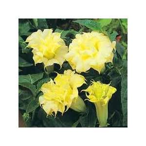  Datura Golden Queen frilled double Trumpet Flower   10 