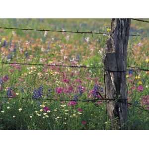  Fence Post and Wildflowers, Lytle, Texas, USA Photographic 