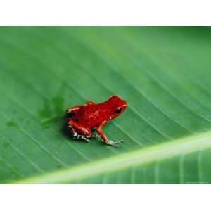  Close up of a Red Frog, Boca Del Toro, Panama, Central 