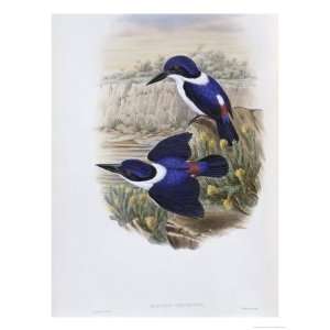  White Backed Kingfisher Giclee Poster Print by John Gould 