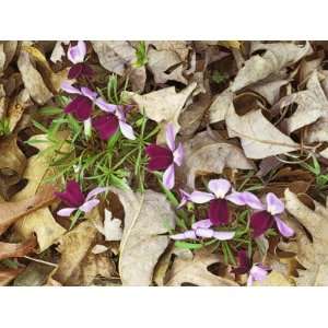 Birdfoot Violets and White Oak Leaves, Mark Twain National 