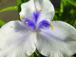   TRADESCANTIA OSPREY PLANT BLUE FLOWERS SUN/SHADE PERENNIAL,ZONE3 9