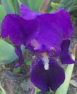 flowering plant, irises, bulbs