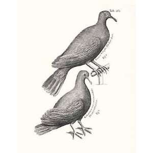  Jamaican Birds Bw By Sir Hans Sloane Highest Quality Art 
