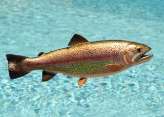 Taxidermy Quality 18 Fiberglass Rainbow Trout Fish Mnt  
