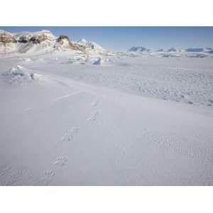  Polar Bear Track, Billefjord, Svalbard, Spitzbergen 