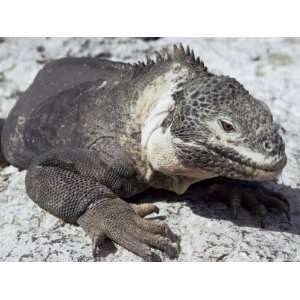  Land Iguana, Plaza Island, Galapagos Islands, Ecuador 