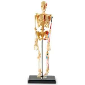    Learning Resources Human Skeleton Anatomy Model Toys & Games