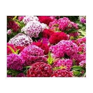   Sweet William, Single Mix Seed   1oz Seed Packet Patio, Lawn & Garden