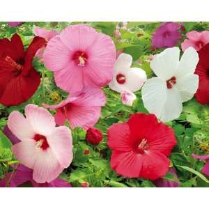  Hardy Perennial Hibiscus Mix By Collections Etc Patio 